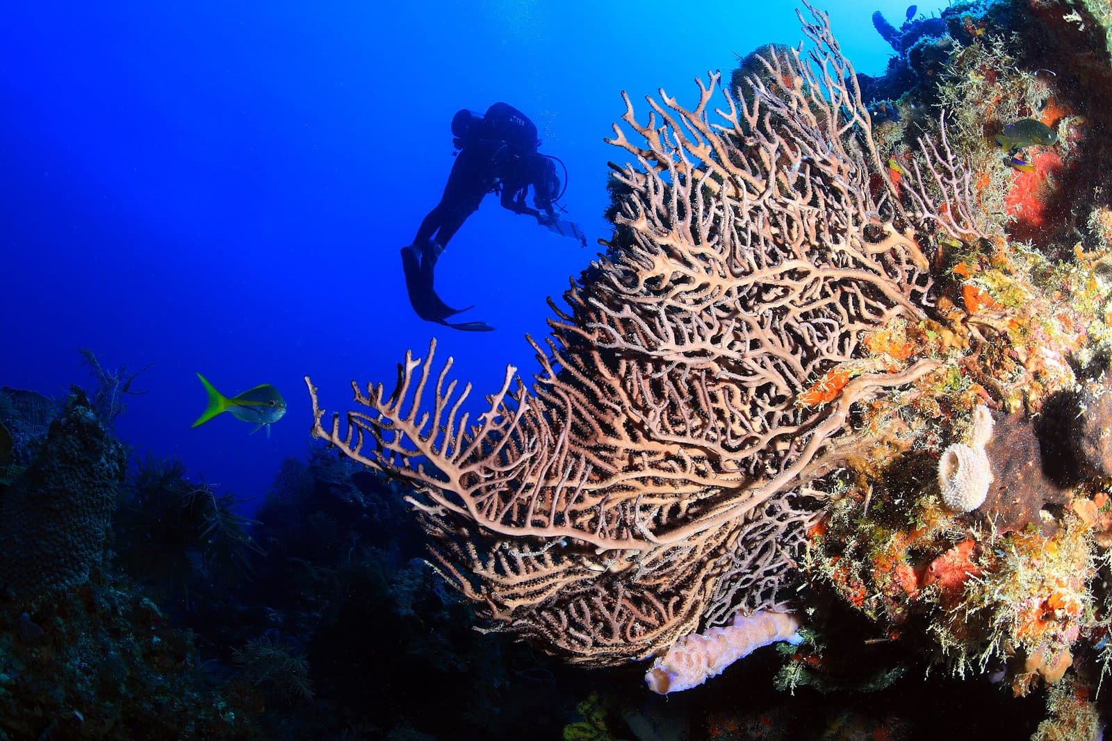 FKNMS diver and reef (48770613528).jpg